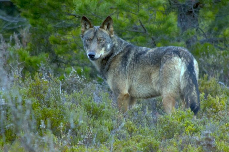 Cómo convivir con grandes depredadores: Lecciones desde zonas rurales de España habitadas por lobos