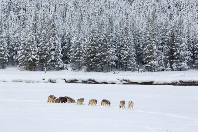 La presencia de lobos hace que las carreteras sean más seguras