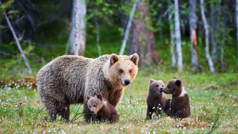 Bajan los ataques al ganado en el Pirineo aragonés pese a crecer la población de osos