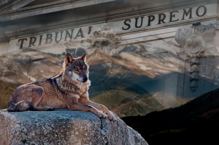 El Tribunal Supremo tumba la matanza de lobos en Asturias y Cantabria y da la razón a ASCEL