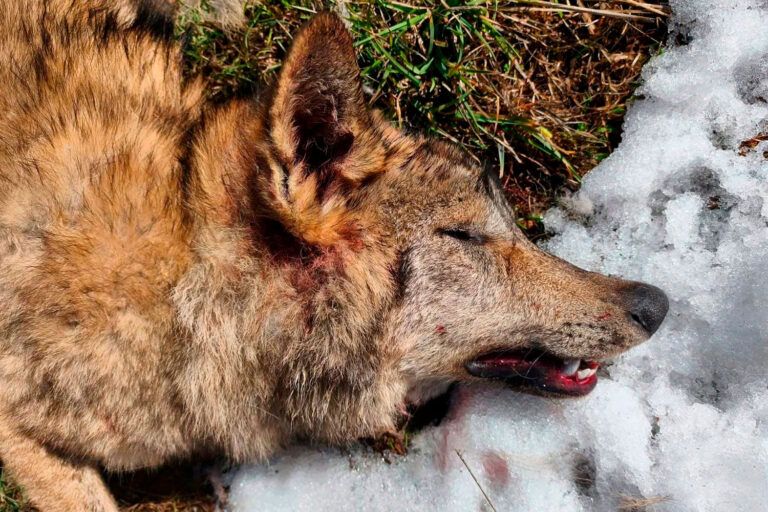 Asturias incorpora cazadores a la matanza de lobos: una política que se salta la ley