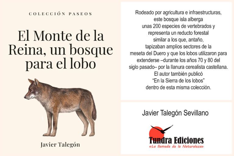 El Monte de la Reina, un bosque para el lobo